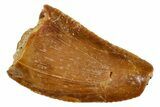Serrated, Raptor Tooth - Real Dinosaur Tooth #273087-1